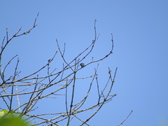 Chaetocercus berlepschi