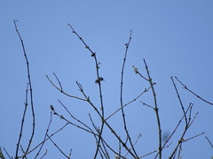 Chaetocercus berlepschi