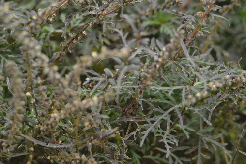 Image of Ambrosia tenuifolia by (c) Andrea Gantzer, some rights reserved (CC BY)