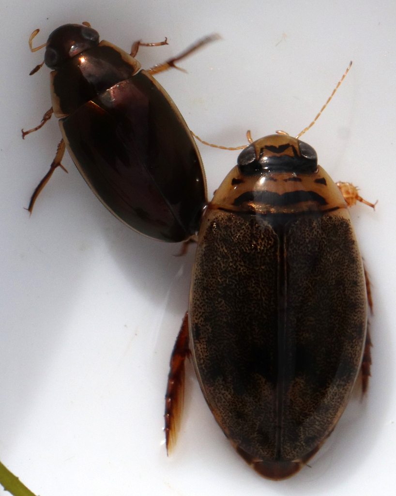 Mottled Diving Beetle from Mallet Ranch, Hockley County, TX, USA on