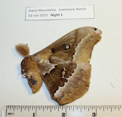 Antheraea oculea