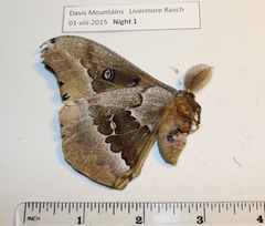 Antheraea oculea