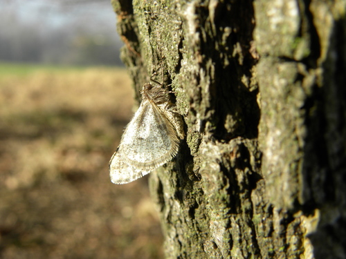 Spring Usher Moth