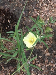 Merremia verecunda