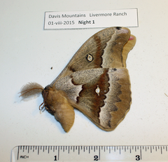 Antheraea oculea