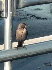 Euphagus cyanocephalus