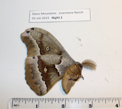 Antheraea oculea