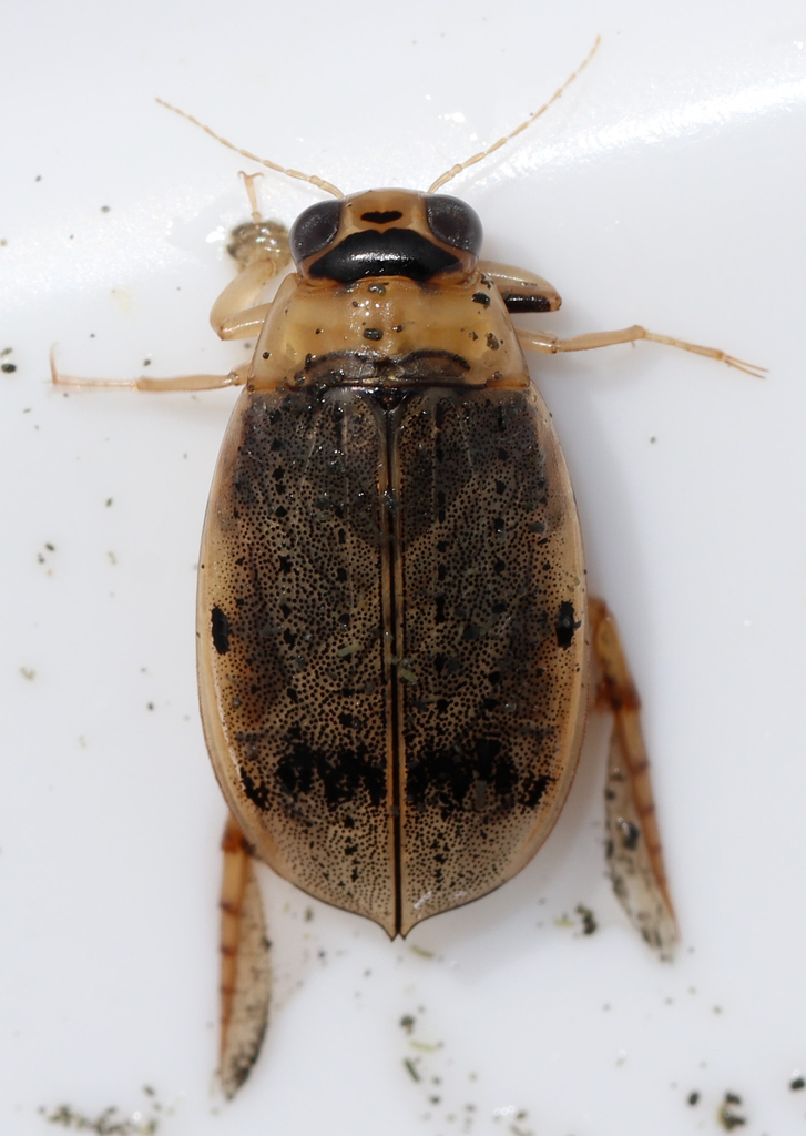 Eretes from Mallet Ranch, Hockley County, TX, USA on August 27, 2023 at ...