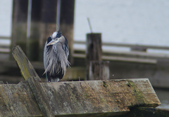 Ardea herodias fannini