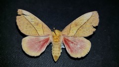 Syssphinx montana