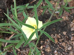 Merremia verecunda