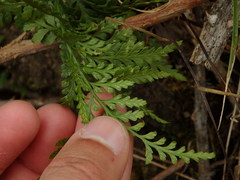 Asplenium adiantum-nigrum