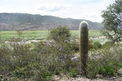 Trichocereus atacamensis