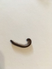 Orthoporus texicolens