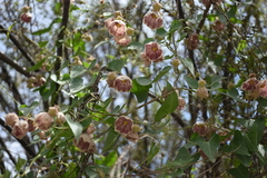 Philibertia gilliesii