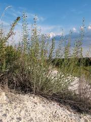 Scrophularia cretacea