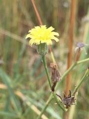 Crepis hypochaeridea