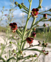 Scrophularia cretacea
