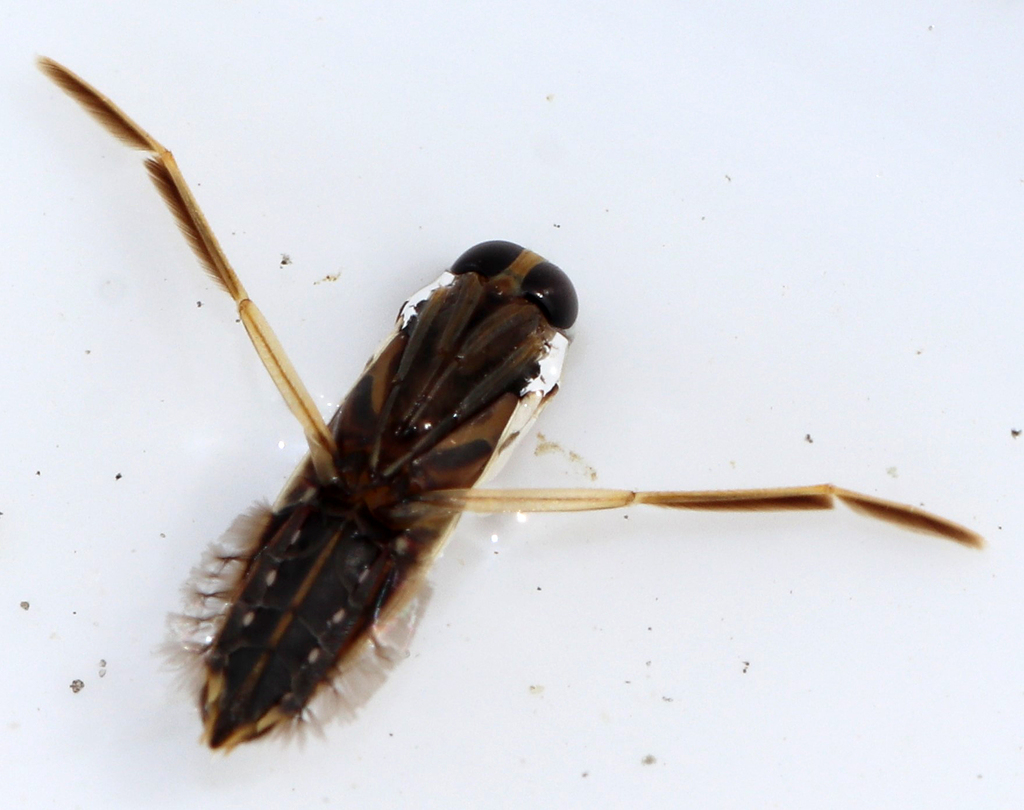 Buenoa from Mallet Ranch, Hockley County, TX, USA on August 27, 2023 at ...
