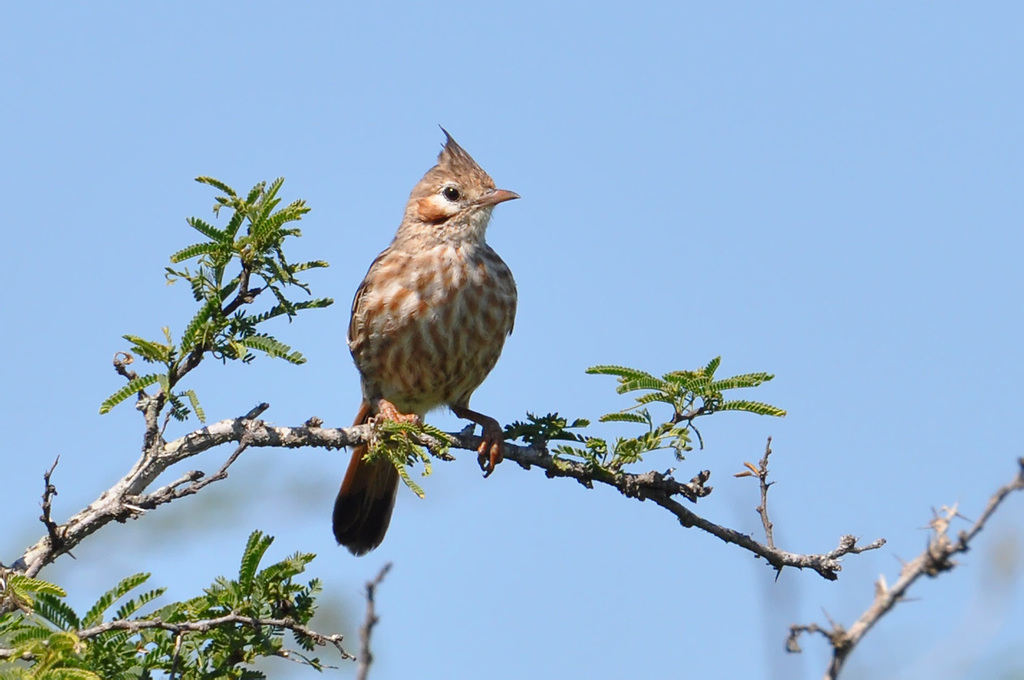 Coryphistera
