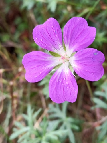 Geranium potentillifolium, photograph 1