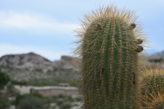 Trichocereus atacamensis