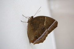 Thaumantis noureddin