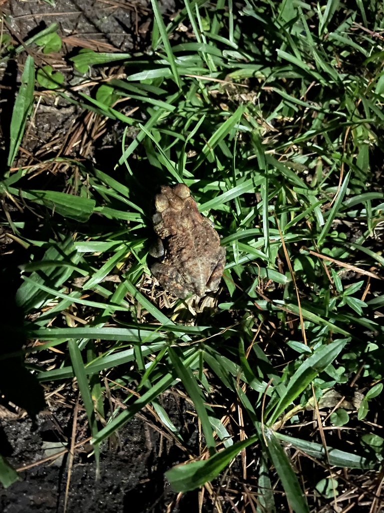 Southern Toad from Ogden Park, Wilmington, NC, US on August 28, 2023 at ...