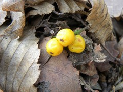 Loranthus europaeus