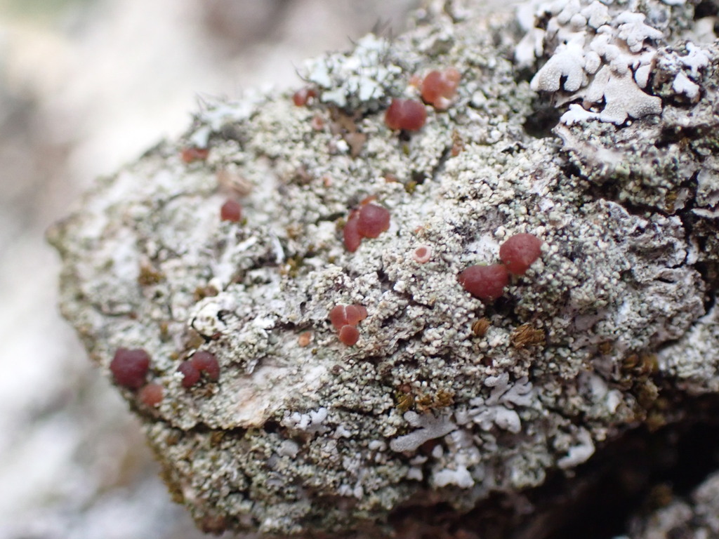 Myochroidea