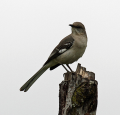Mimus polyglottos leucopterus