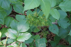 Eriophyes rhoinus