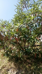 Escallonia pendula