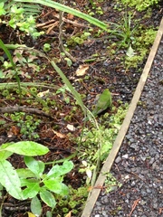 Cyanoramphus auriceps