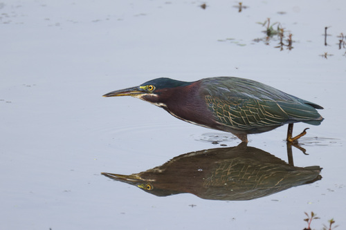 Green Heron photographed in Pennsylvania