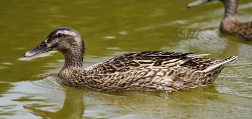 Mallard × Hawaiian Duck