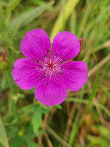 Geranium soboliferum, photograph 4