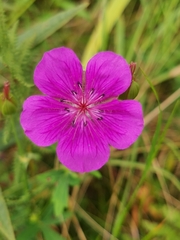 (c) Elena_Sherehora, some rights reserved (CC BY) Geranium soboliferum, photograph (c) Elena_Sherehora, some rights reserved (CC BY)