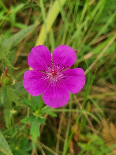 Geranium soboliferum, photograph 5