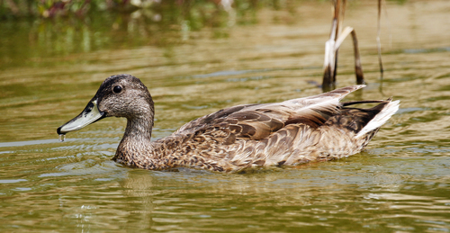 Mallard × Hawaiian Duck