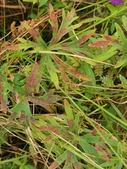 Geranium soboliferum, photograph (c) Elena_Sherehora, some rights reserved (CC BY)