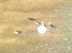 Himantopus novaezelandiae