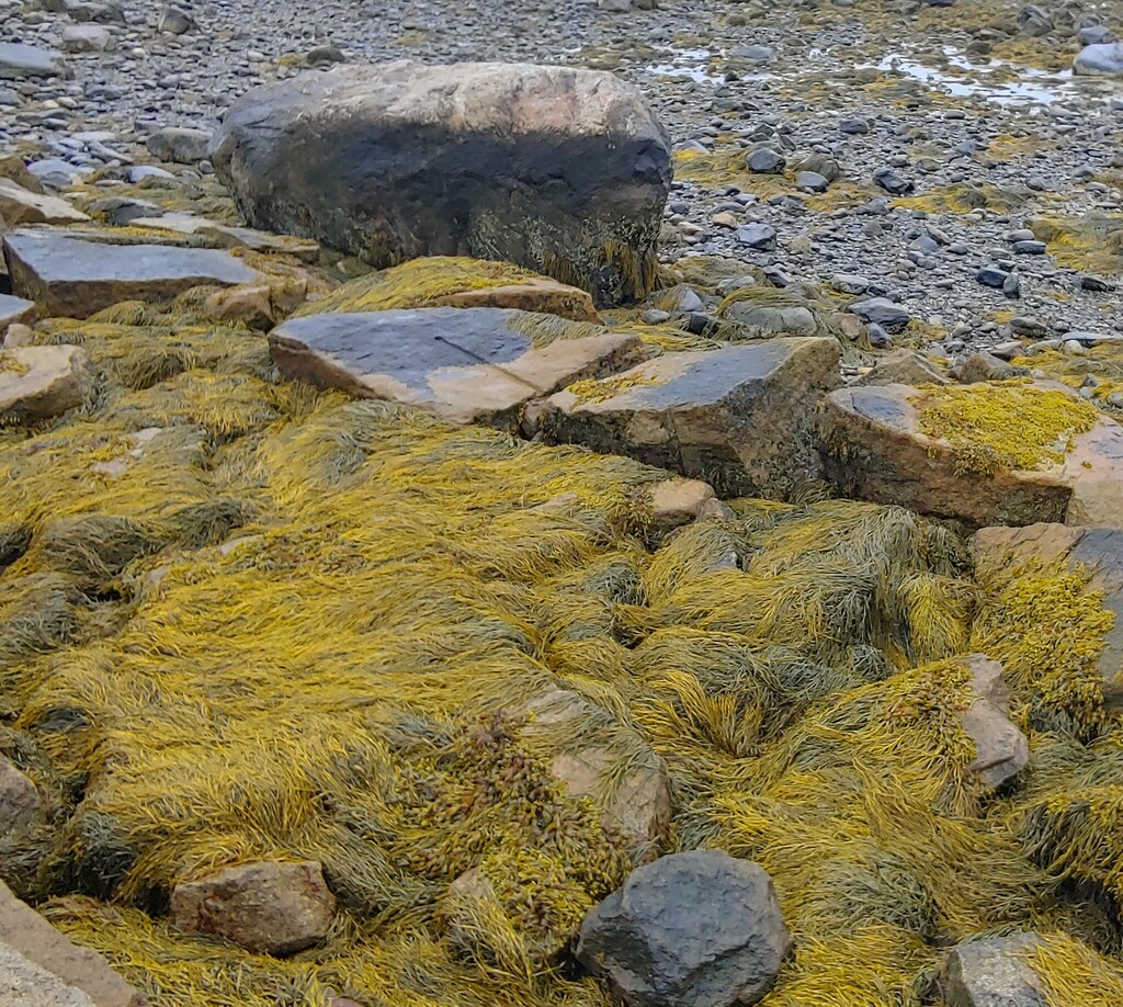 Knotted Wrack from Rockland, ME, USA on August 25, 2023 at 11:30 AM by ...