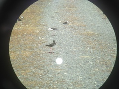 Himantopus novaezelandiae