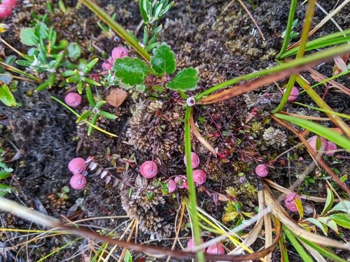 Vaccinium microcarpum iNat (1)