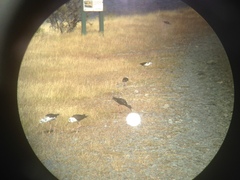 Himantopus novaezelandiae