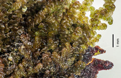 Frullania fugax