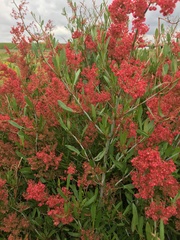 Rumex usambarensis
