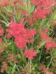 Rumex usambarensis