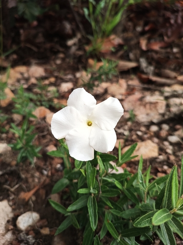 Image of Mandevilla hypoleuca by (c) Ricardo Betancourt Sánchez, some rights reserved (CC BY)
